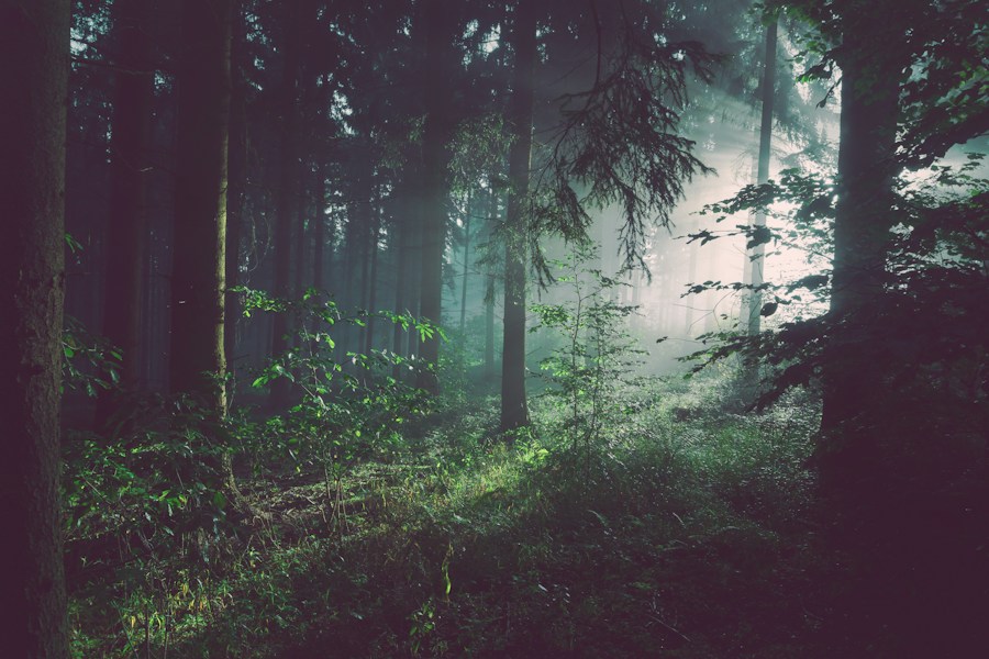 Forest scenery for a Jim Corbett getaway